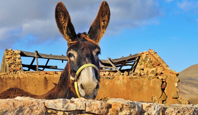 Why Did Jesus Ride a Donkey on Palm Sunday?